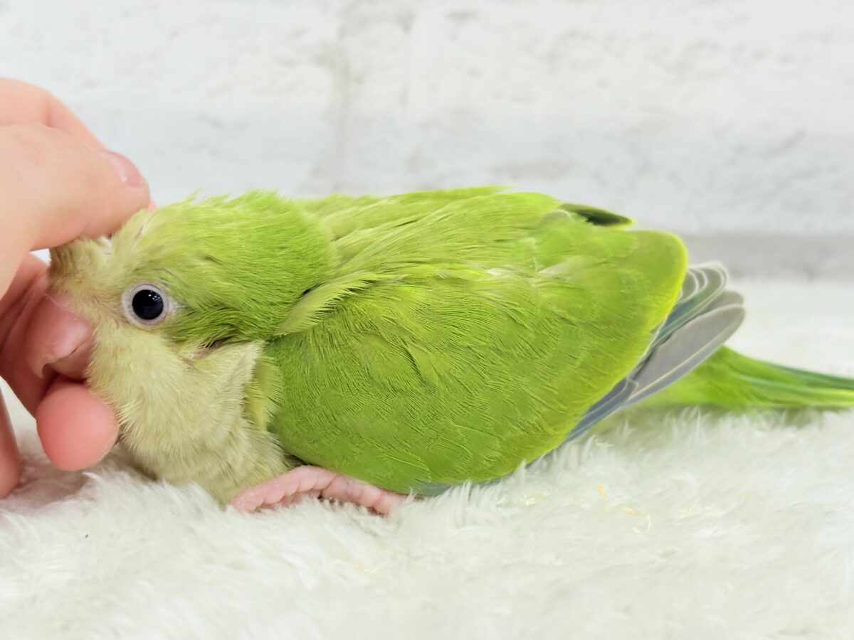 オキナインコ