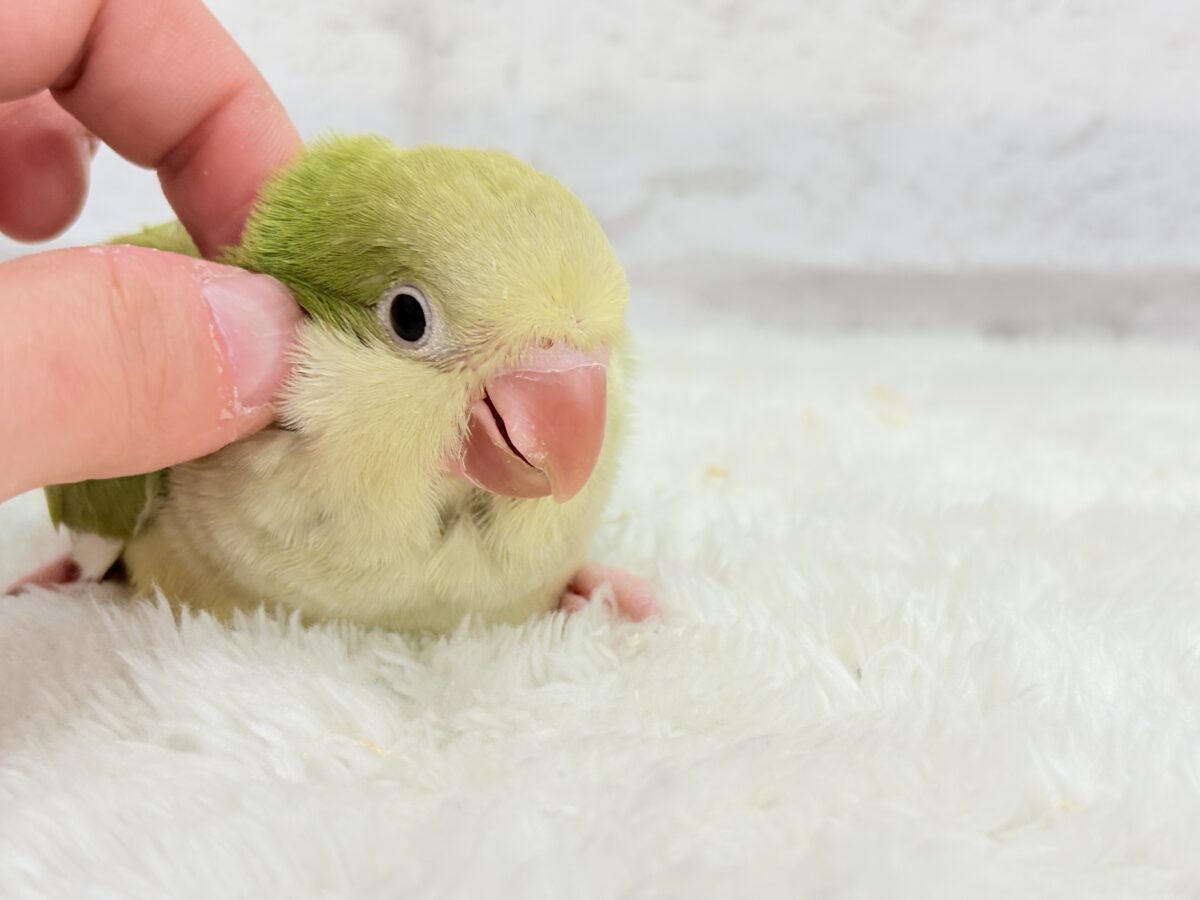 オキナインコ