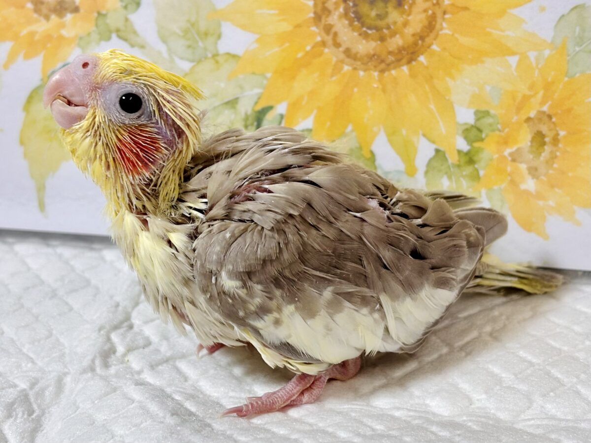 オカメインコ