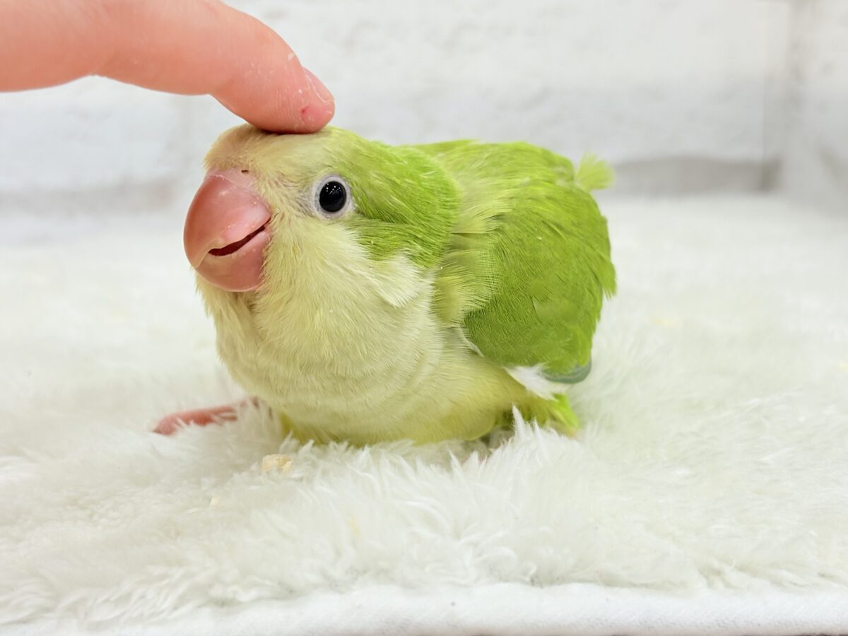 オキナインコ