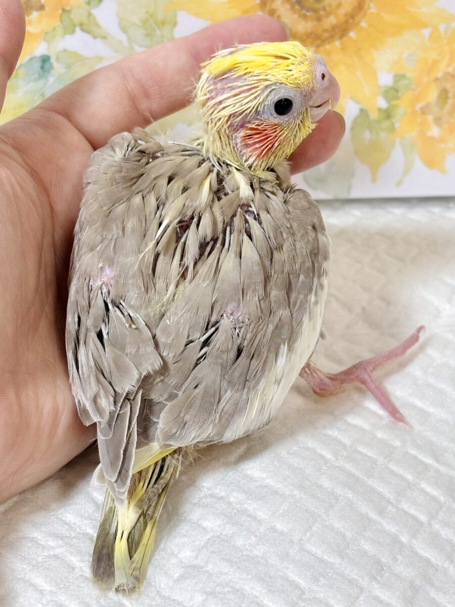 オカメインコ