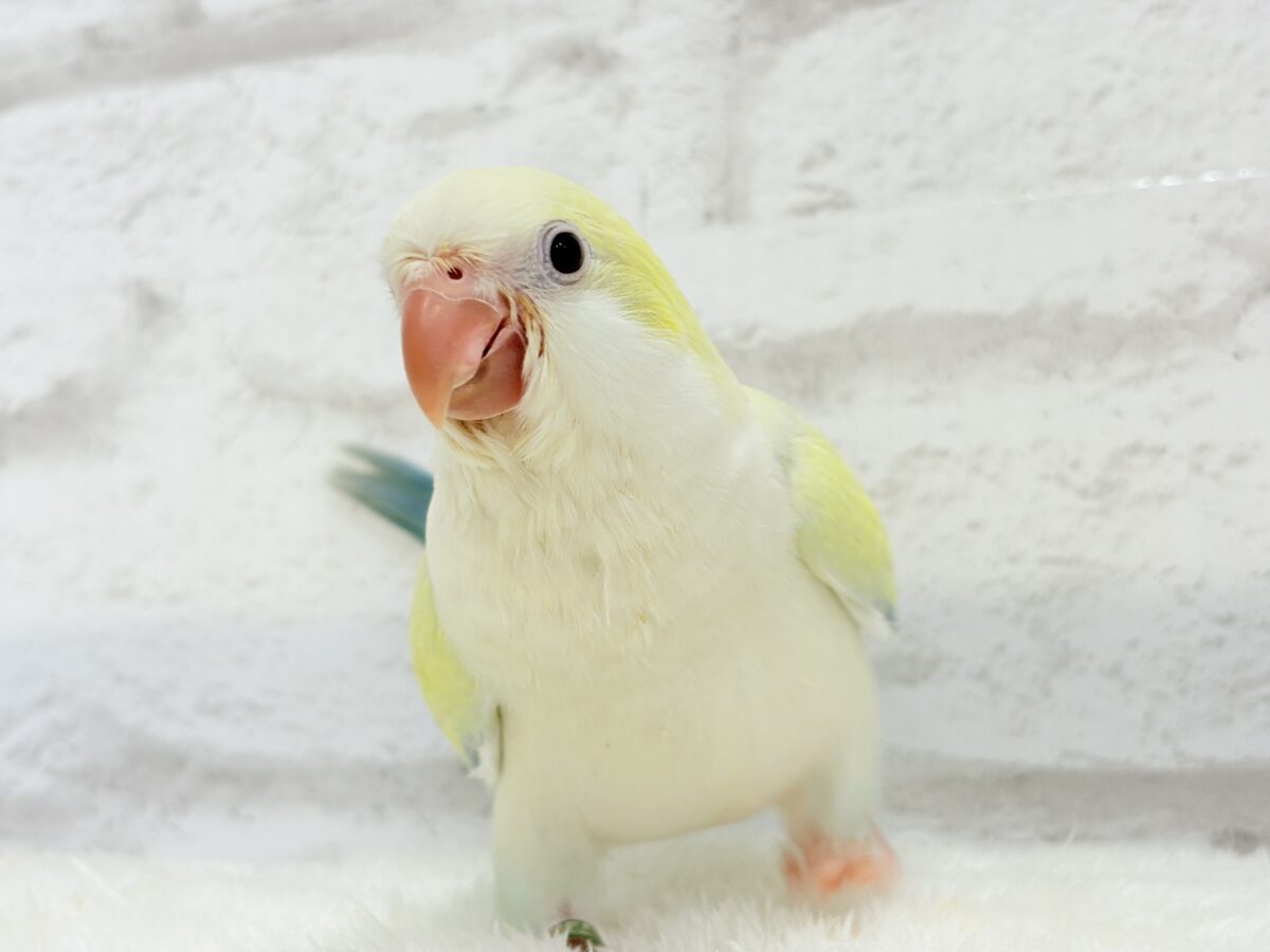 オキナインコ