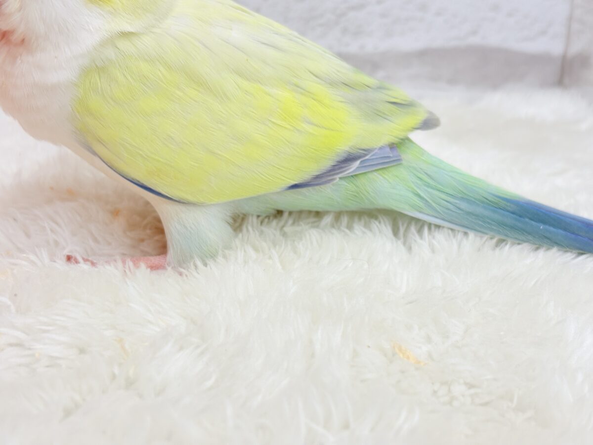 オキナインコ