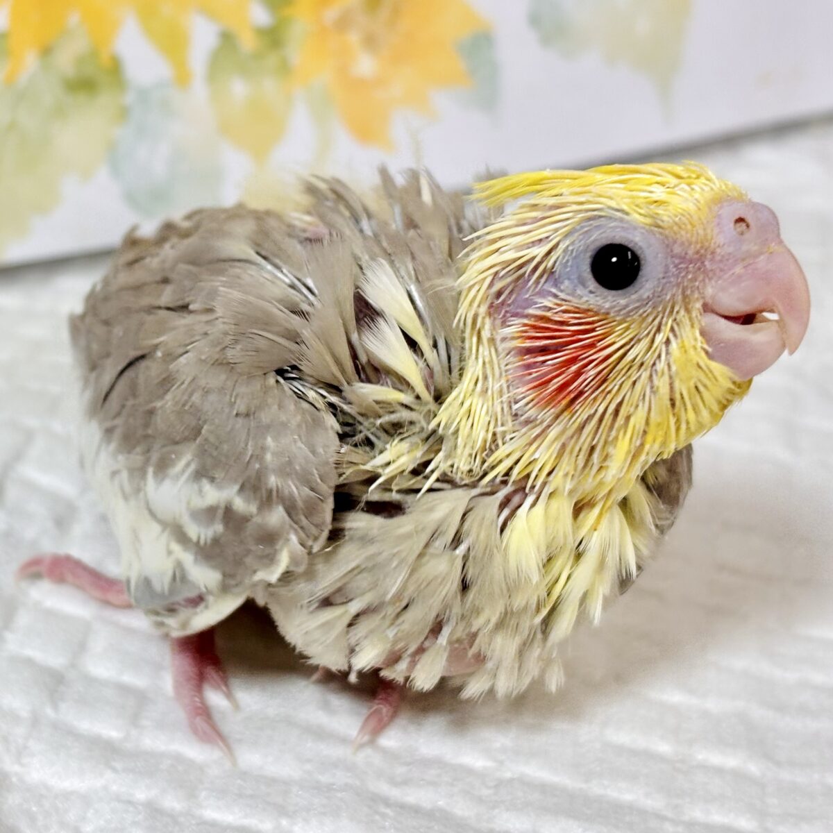 オカメインコ