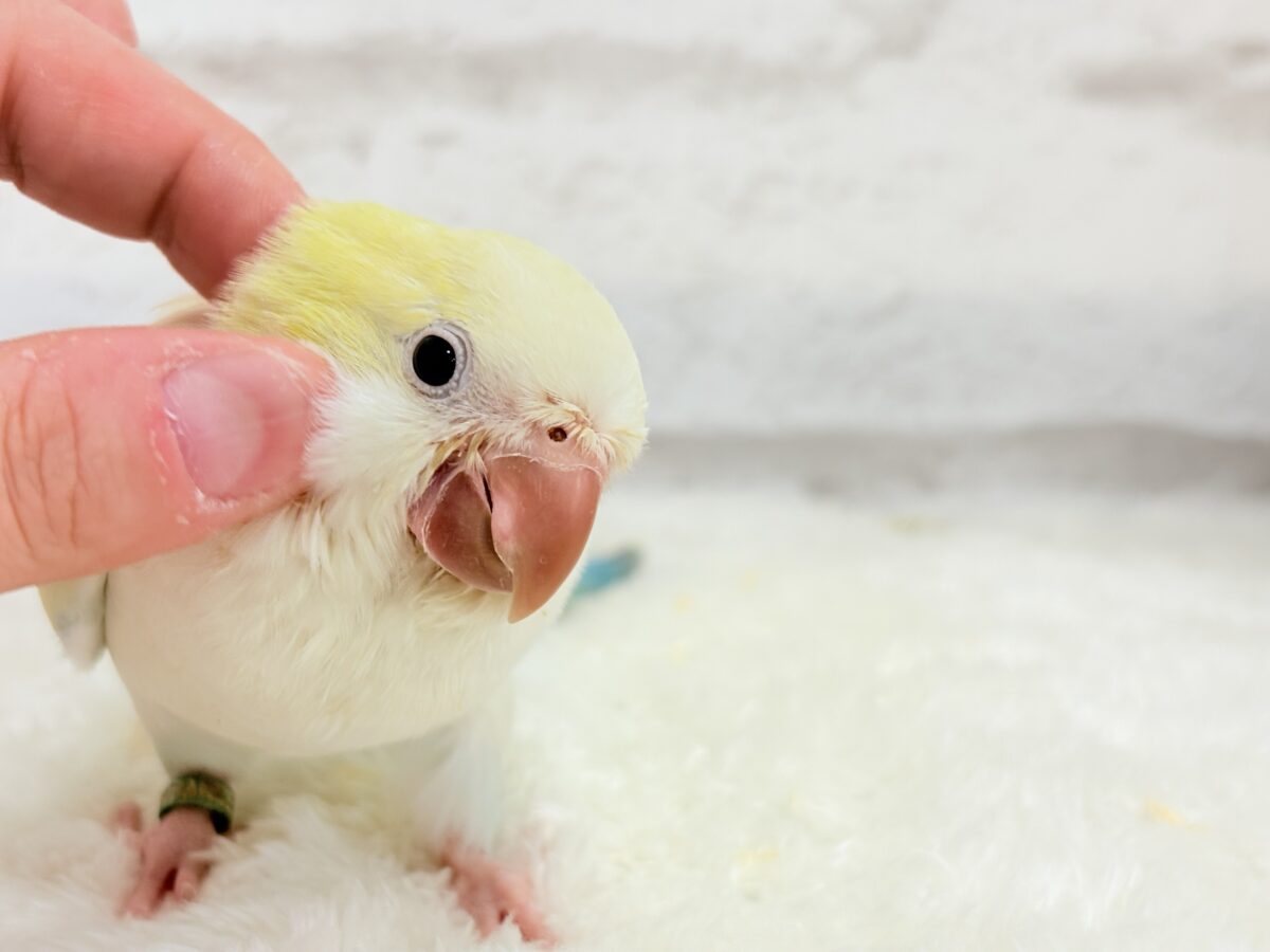 オキナインコ
