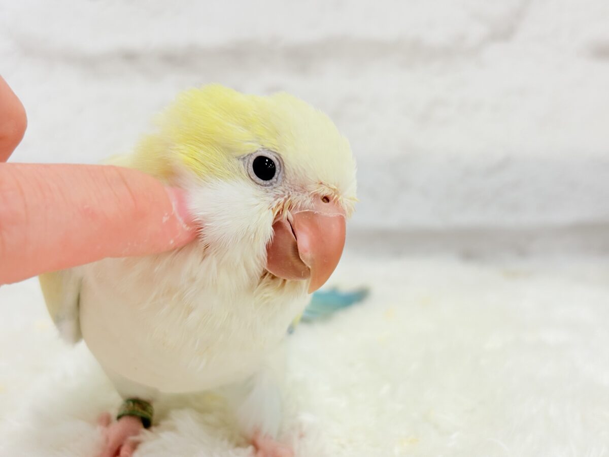 オキナインコ