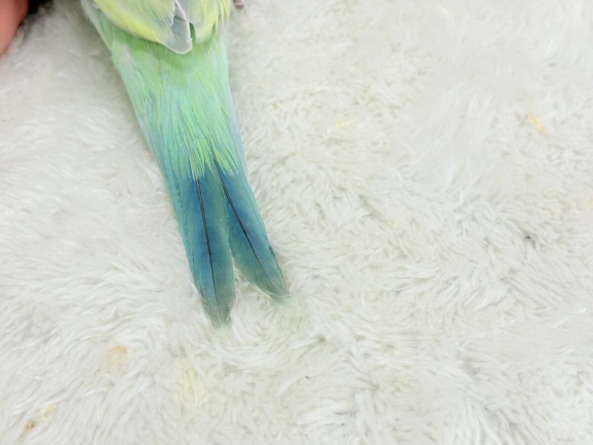 オキナインコ