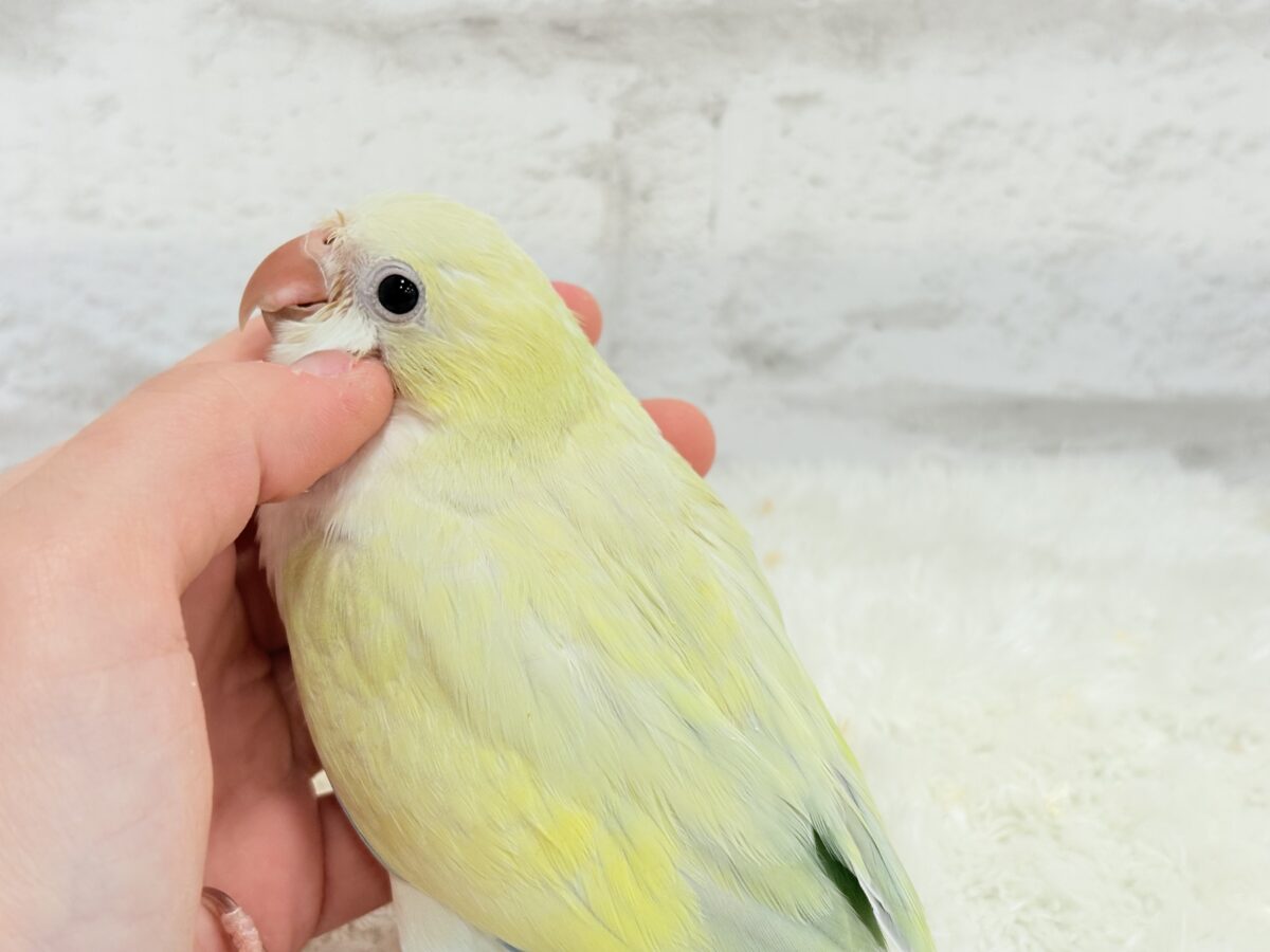 オキナインコ