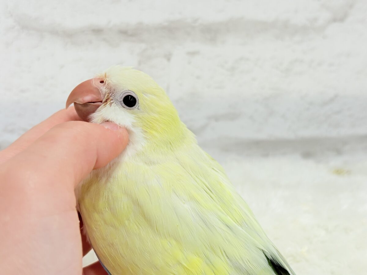 オキナインコ