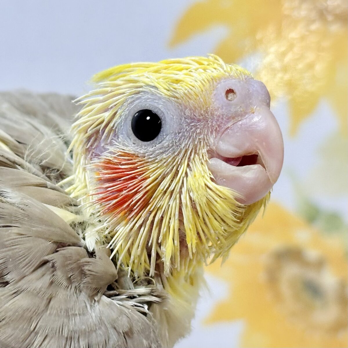 🌿ふんわりシナモン色に、個性豊かな模様♡ オカメインコ「シナモンパイド」のヒナちゃん♪ オカメインコ
