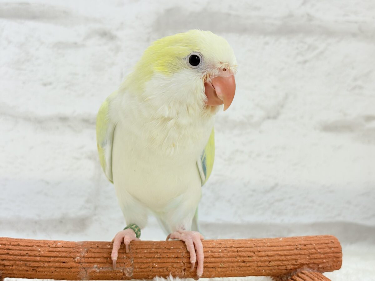 オキナインコ