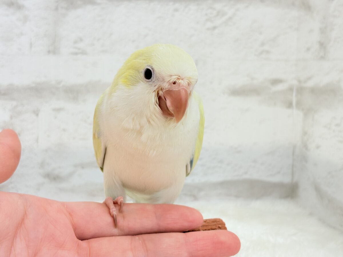 オキナインコ