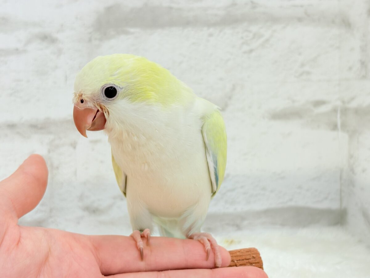 オキナインコ