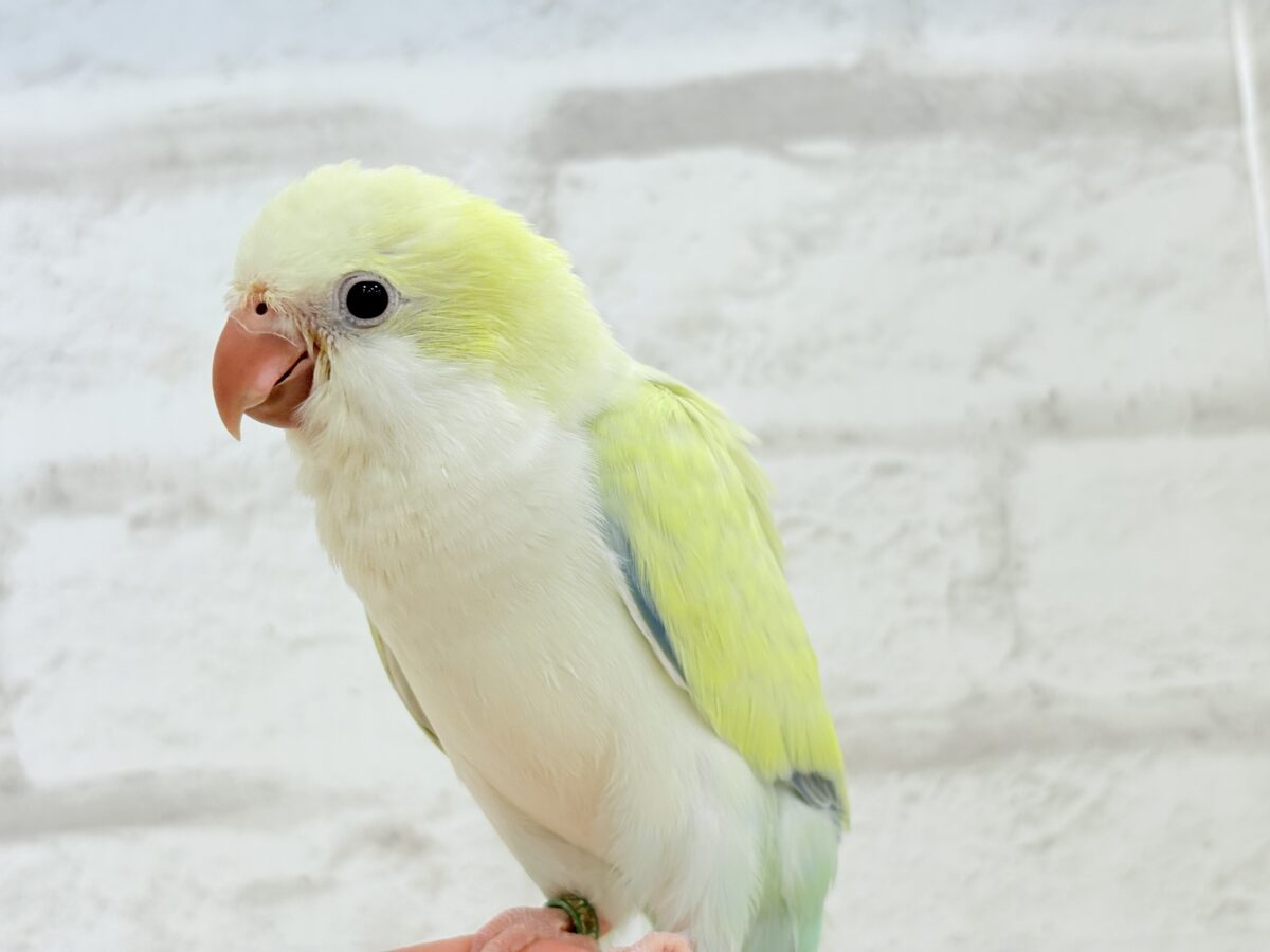 オキナインコ