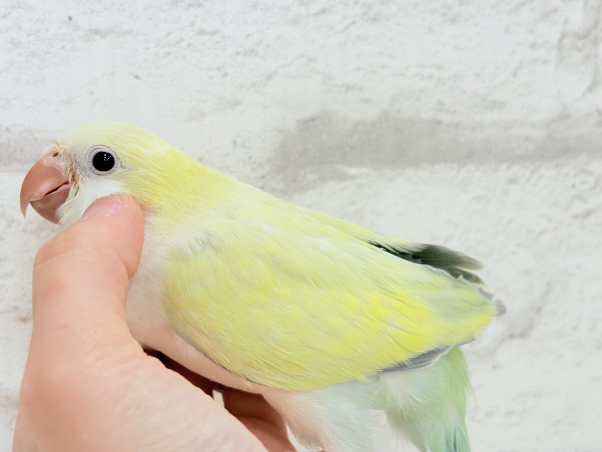 オキナインコ