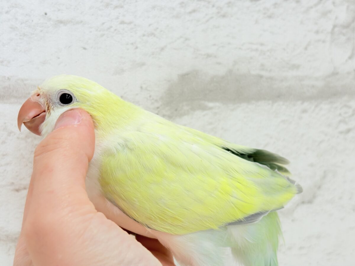 オキナインコ