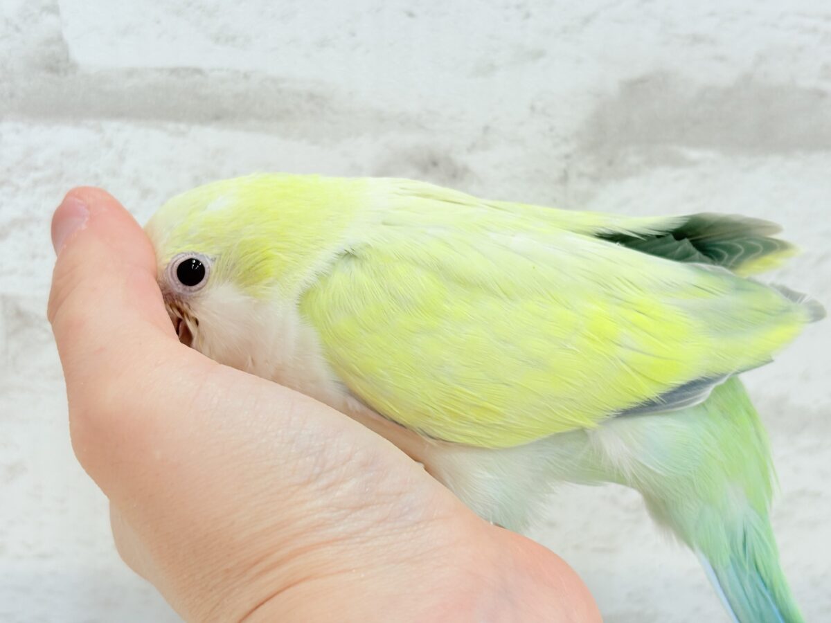 オキナインコ
