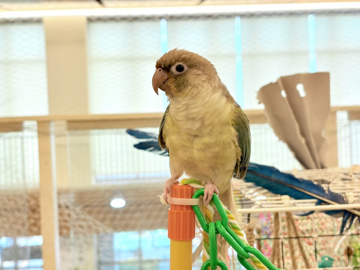 ホオミドリウロコインコ