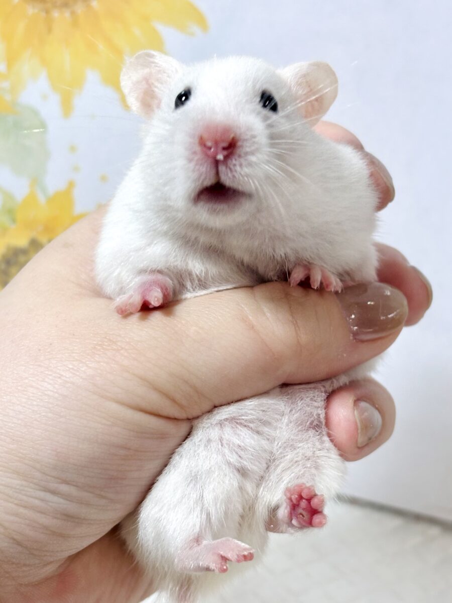カラーハムスター ホワイト 女の子 🤍🐹⟡.*✨ ゴールデンハムスター