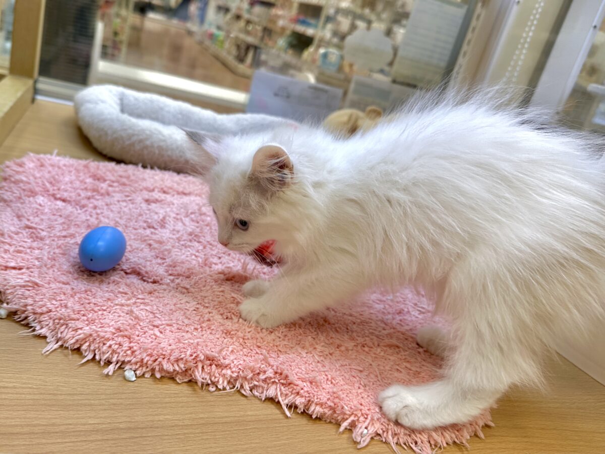 超レア꒰ ୨୧ ꒱ネヴァマスカレード男の子 ネヴァマスカレード