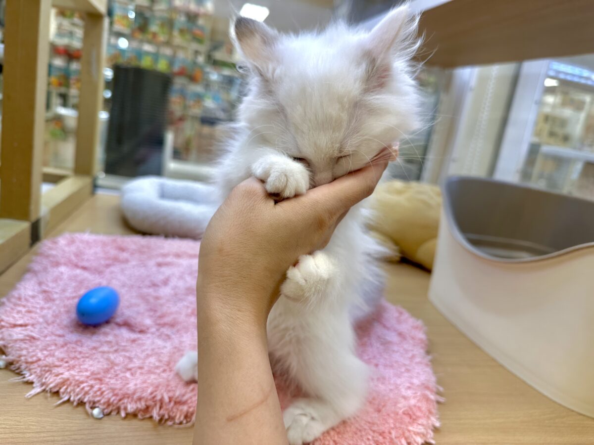 超レア꒰ ୨୧ ꒱ネヴァマスカレード男の子 ネヴァマスカレード