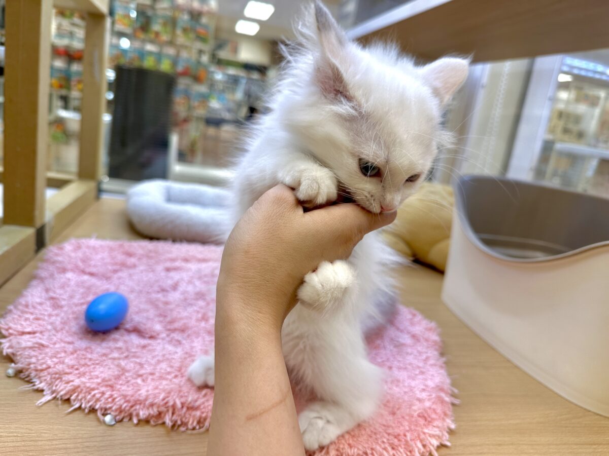 超レア꒰ ୨୧ ꒱ネヴァマスカレード男の子 ネヴァマスカレード