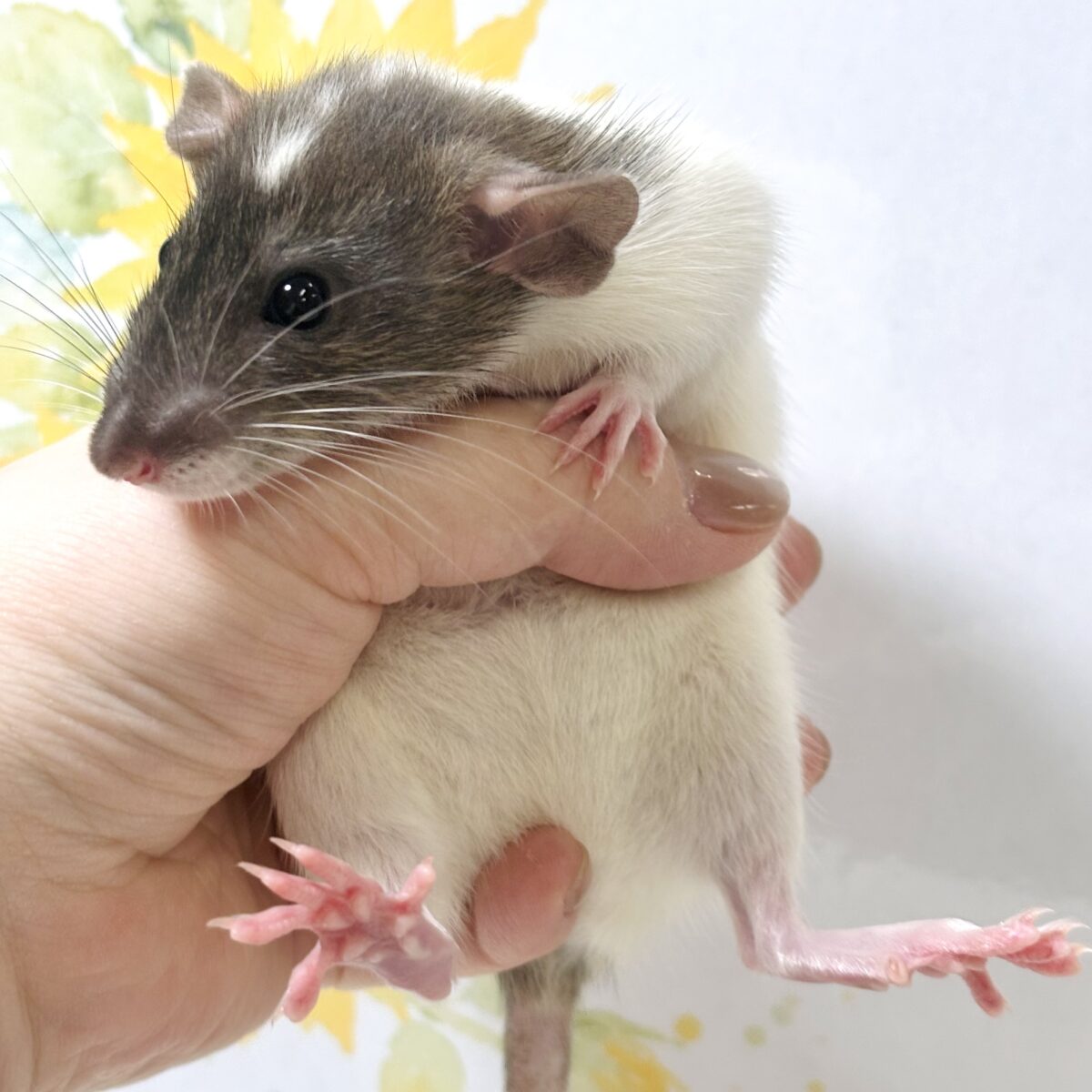 ファンシーラット 女の子 🐭🎀🤎︎︎𓂃⟡.·𖤣𖥧𖥣。𖤣𖥧𖥣。 ファンシーラット