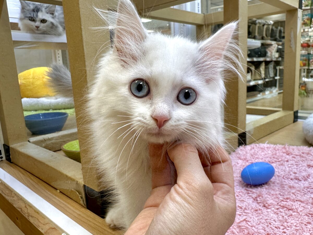 超レア꒰ ୨୧ ꒱ネヴァマスカレード男の子 ネヴァマスカレード