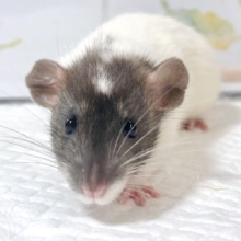 ファンシーラット  女の子 ‪🐭🎀🤎︎︎𓂃⟡.·𖤣𖥧𖥣｡𖤣𖥧𖥣｡