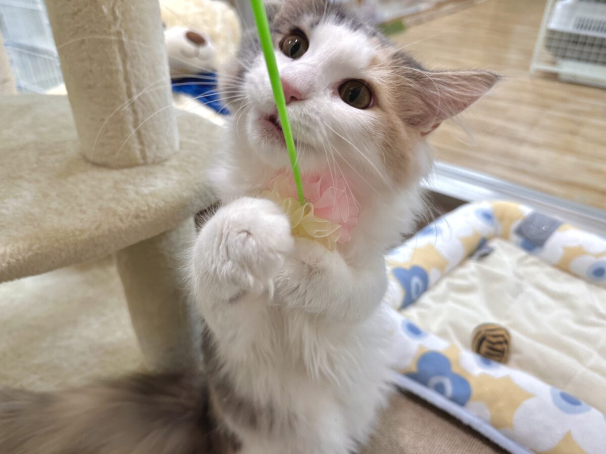ノルウェージャンフォレストキャット