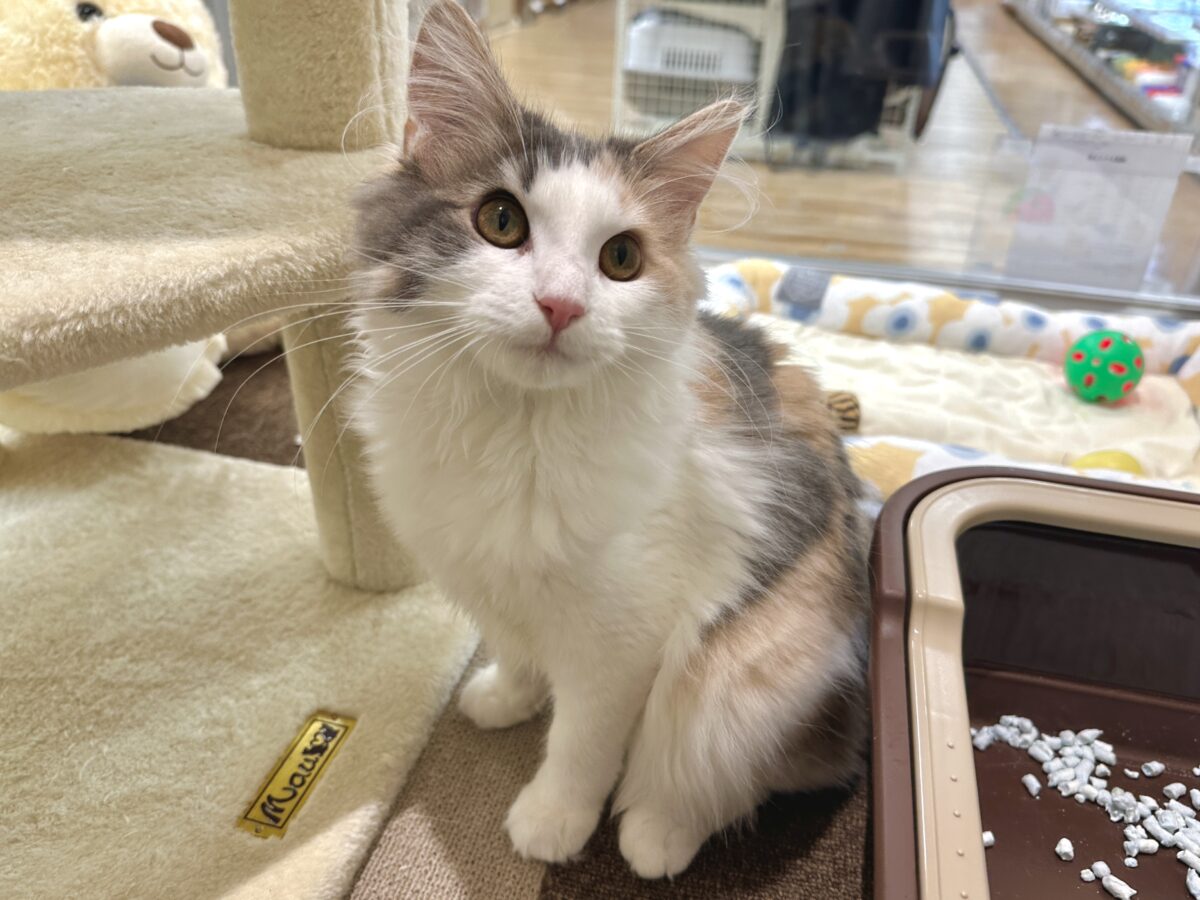 ノルウェージャンフォレストキャット