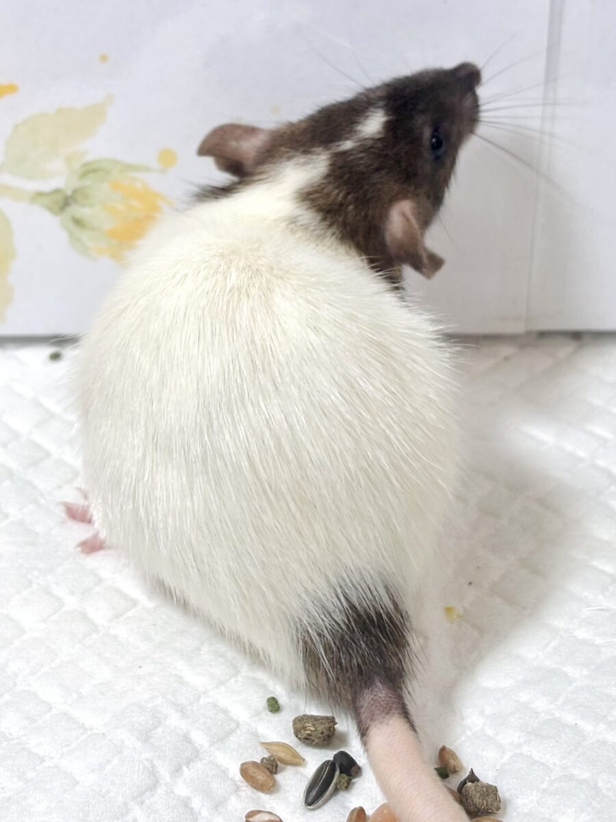 ファンシーラット 女の子 🐭🎀🤎︎︎𓂃⟡.·𖤣𖥧𖥣。𖤣𖥧𖥣。 ファンシーラット