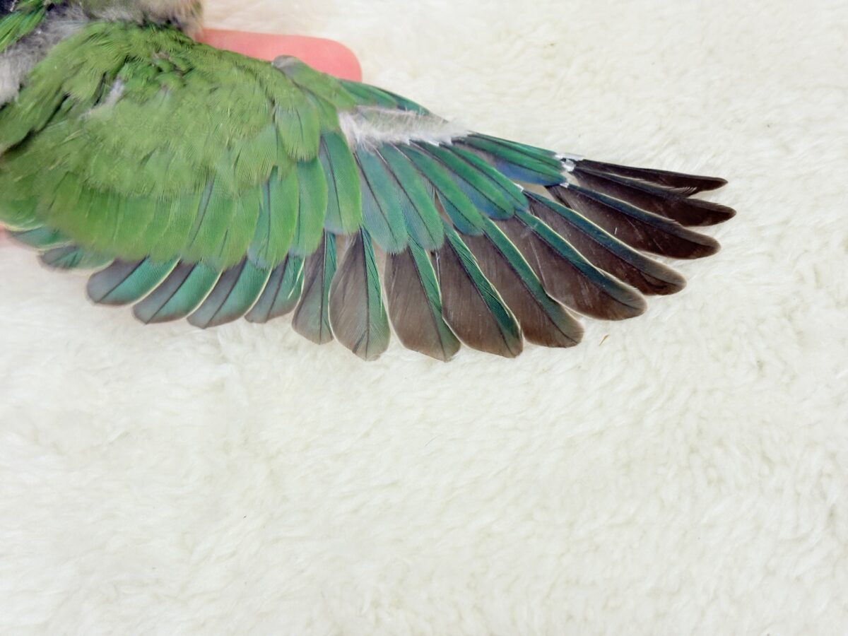 コザクラインコ（小桜インコ）
