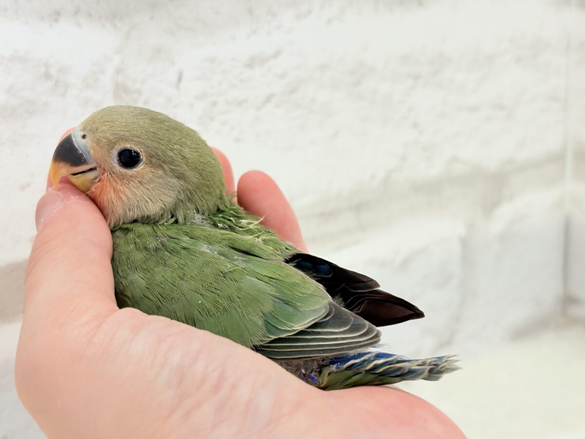 コザクラインコ（小桜インコ）