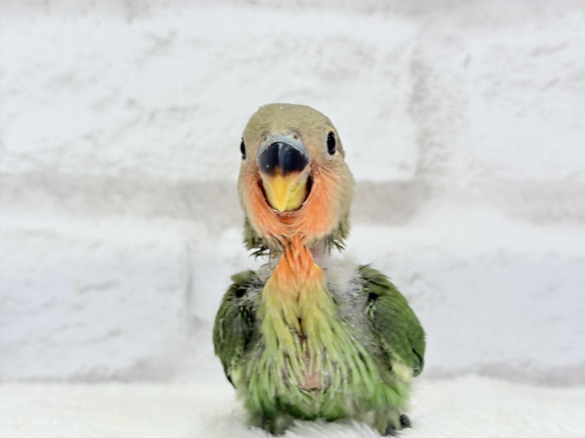 コザクラインコ（小桜インコ）