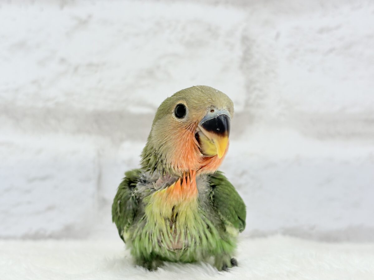 コザクラインコ（小桜インコ）