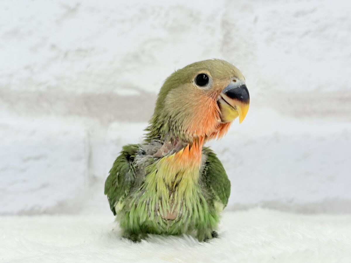 コザクラインコ（小桜インコ）