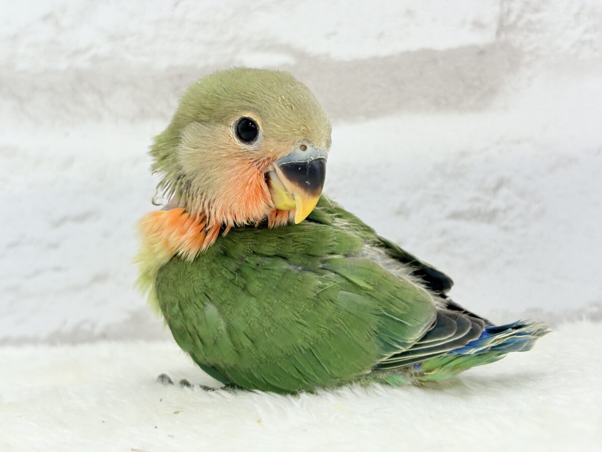 コザクラインコ（小桜インコ）