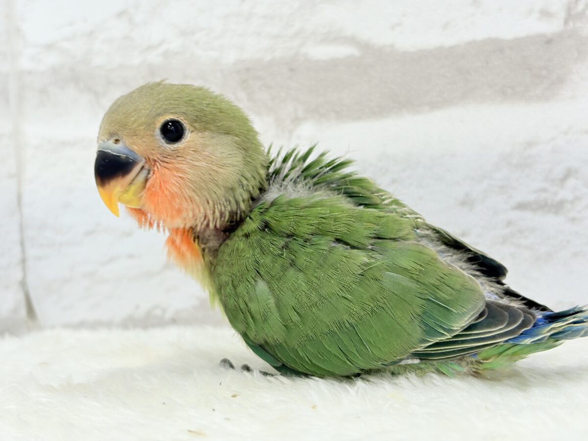 コザクラインコ（小桜インコ）
