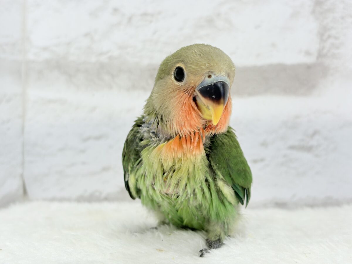 コザクラインコ（小桜インコ）