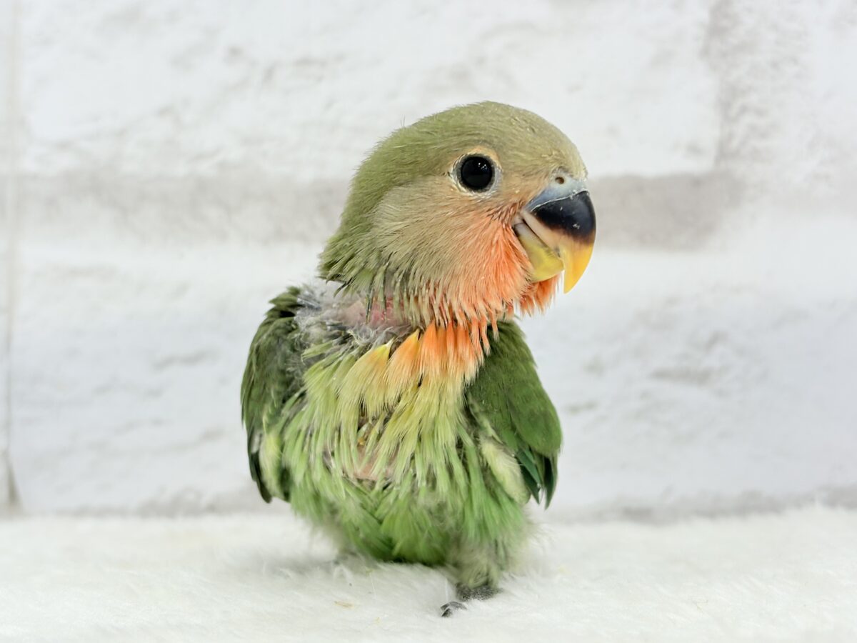 コザクラインコ（小桜インコ）