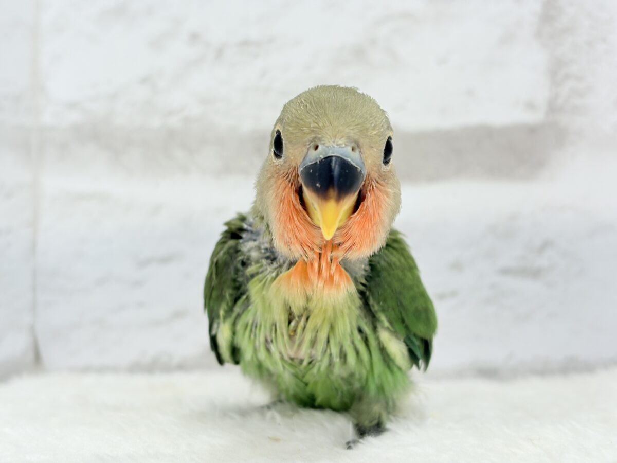 コザクラインコ（小桜インコ）