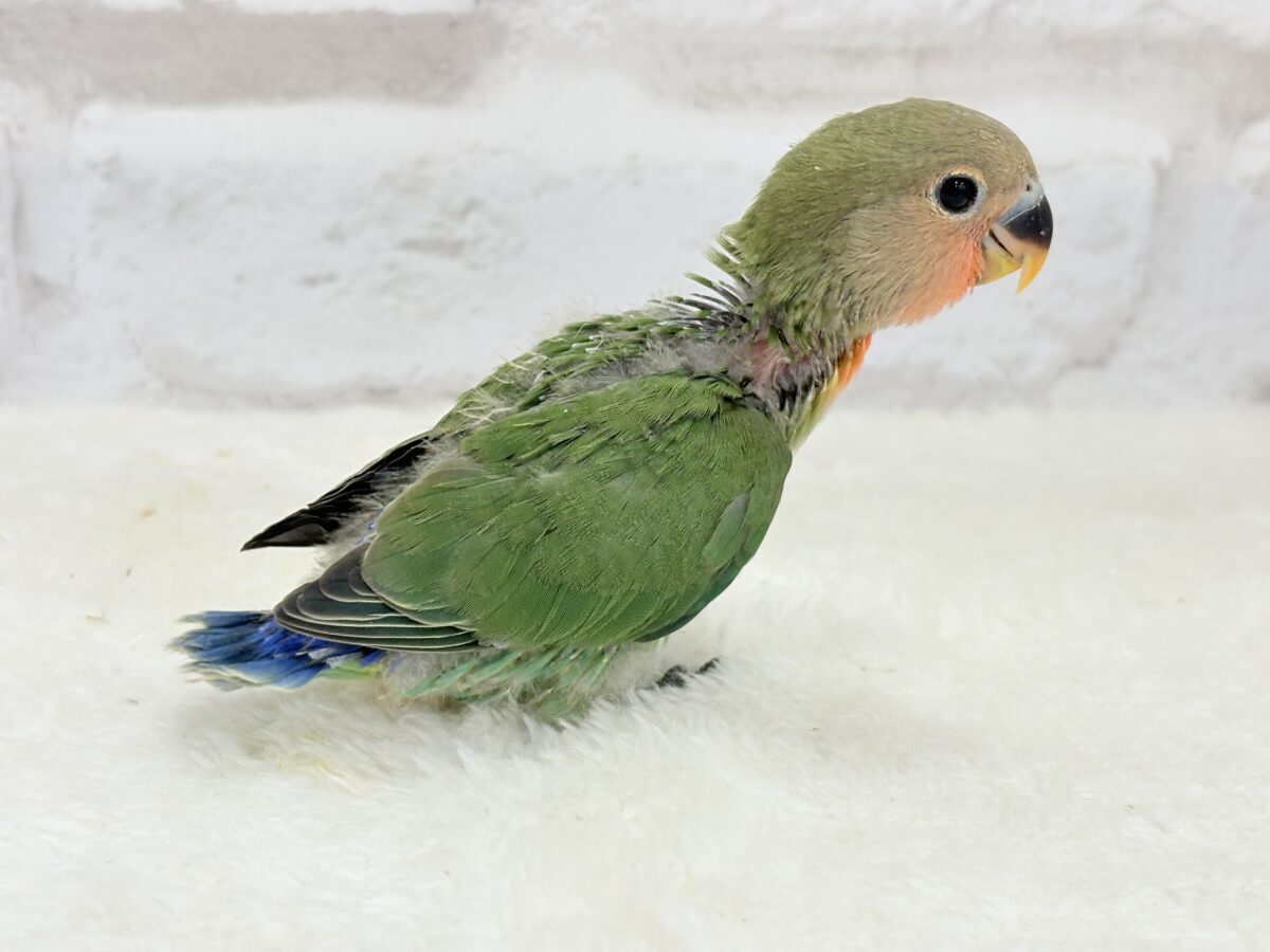 コザクラインコ（小桜インコ）