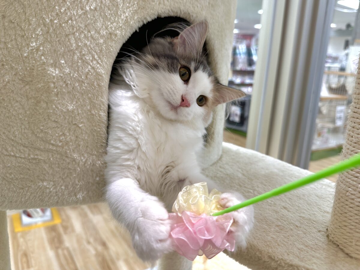 ノルウェージャンフォレストキャット