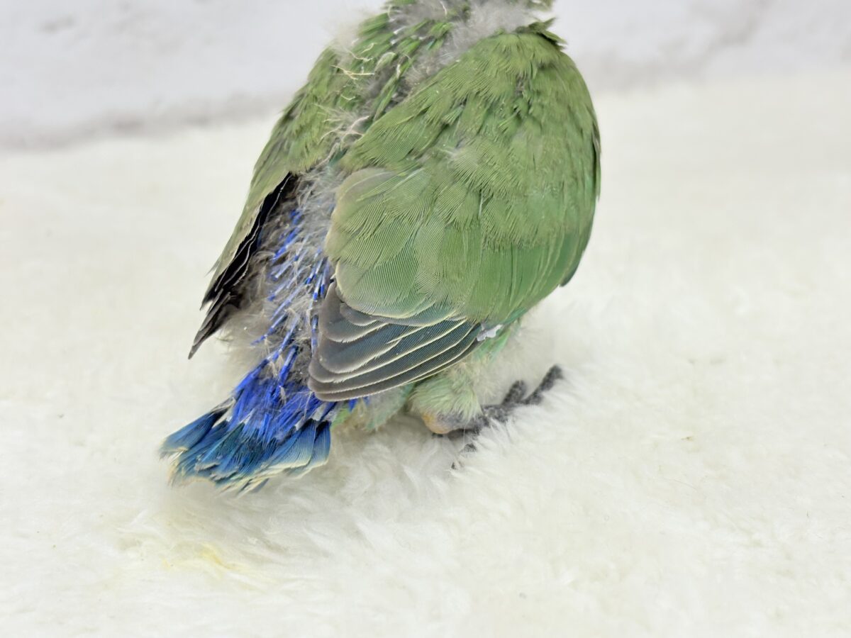 コザクラインコ（小桜インコ）