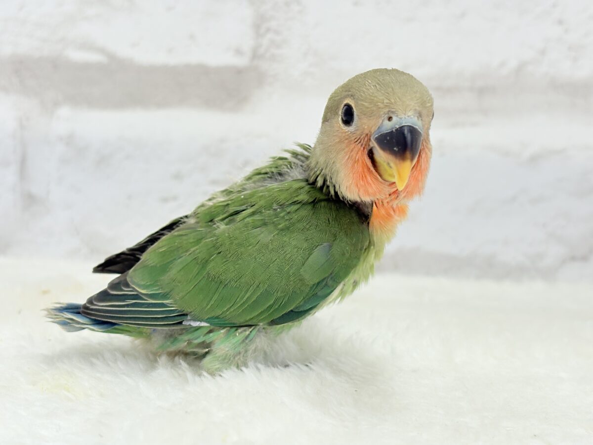 コザクラインコ（小桜インコ）