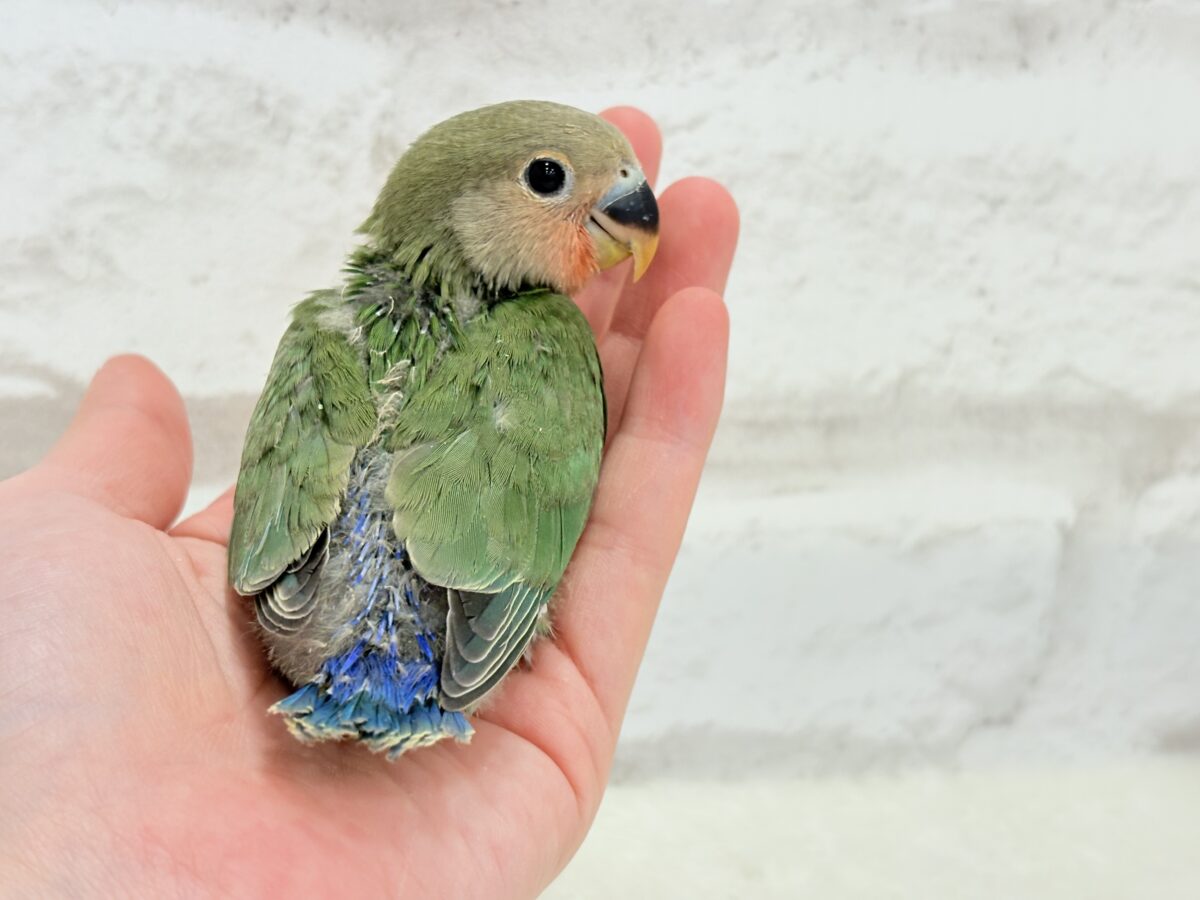 コザクラインコ（小桜インコ）