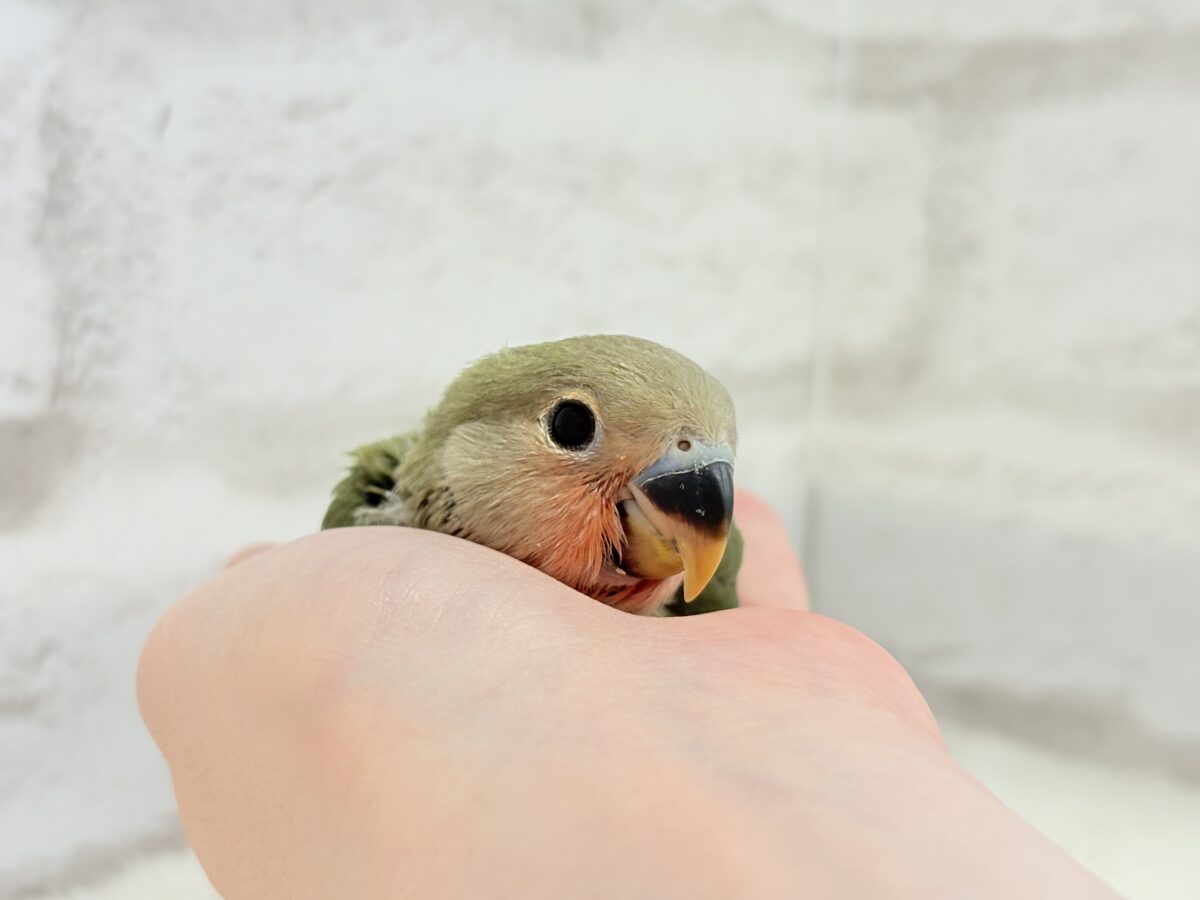 コザクラインコ（小桜インコ）