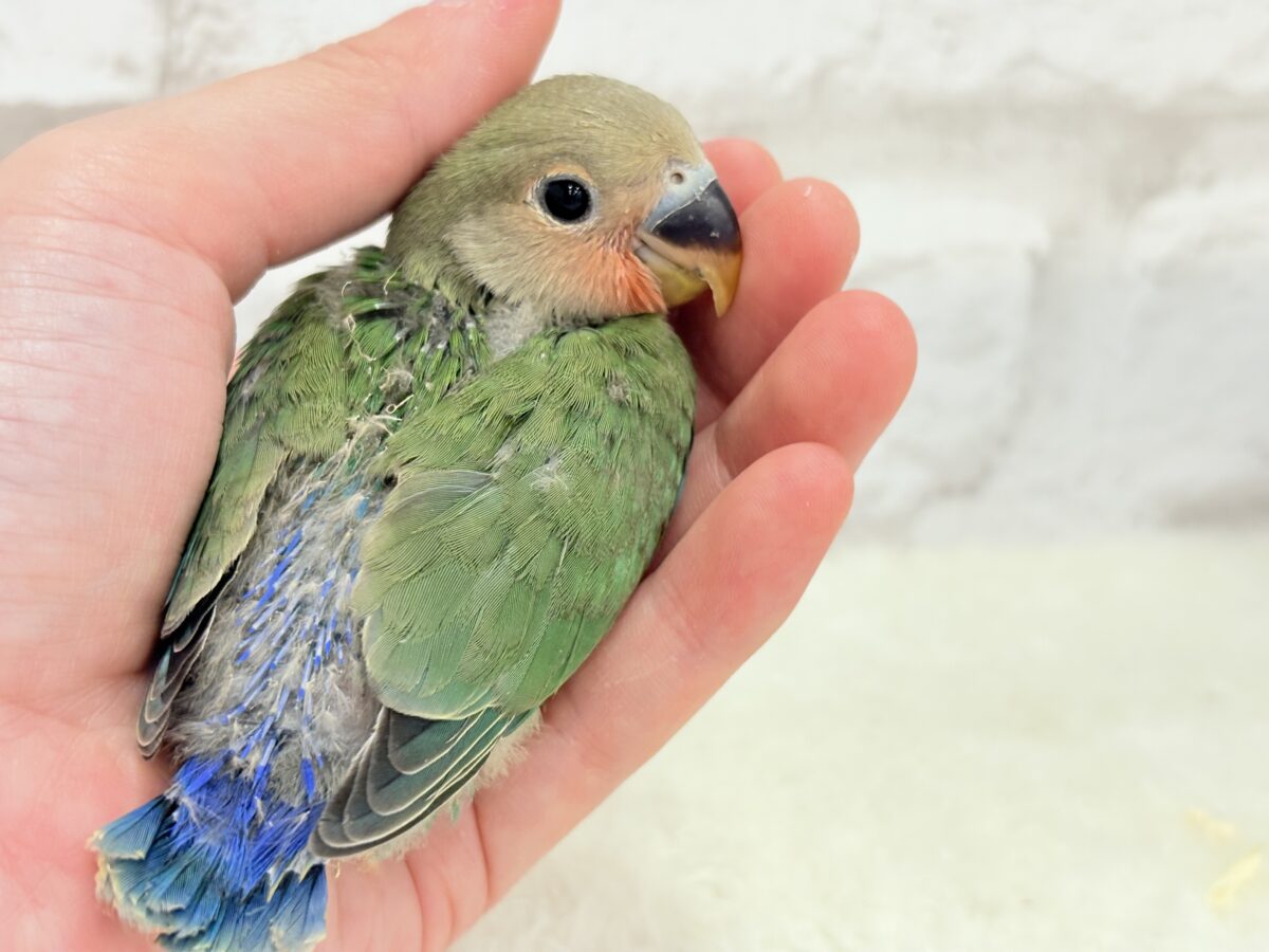 コザクラインコ（小桜インコ）
