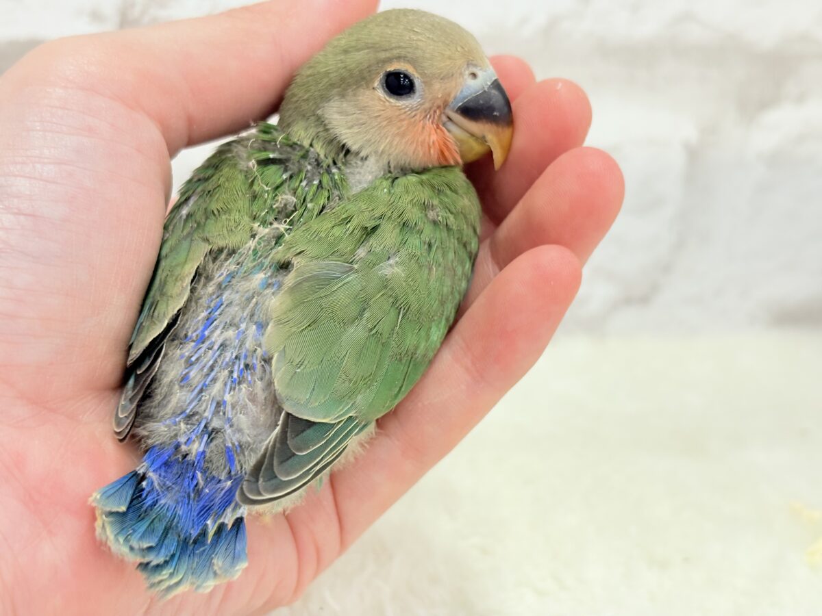 コザクラインコ（小桜インコ）